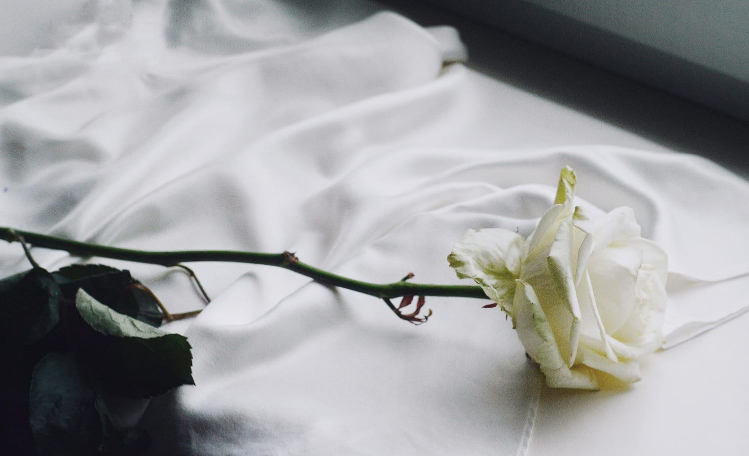 Rose blanche posée sur du linge, détail romantique d'un cadeau couple